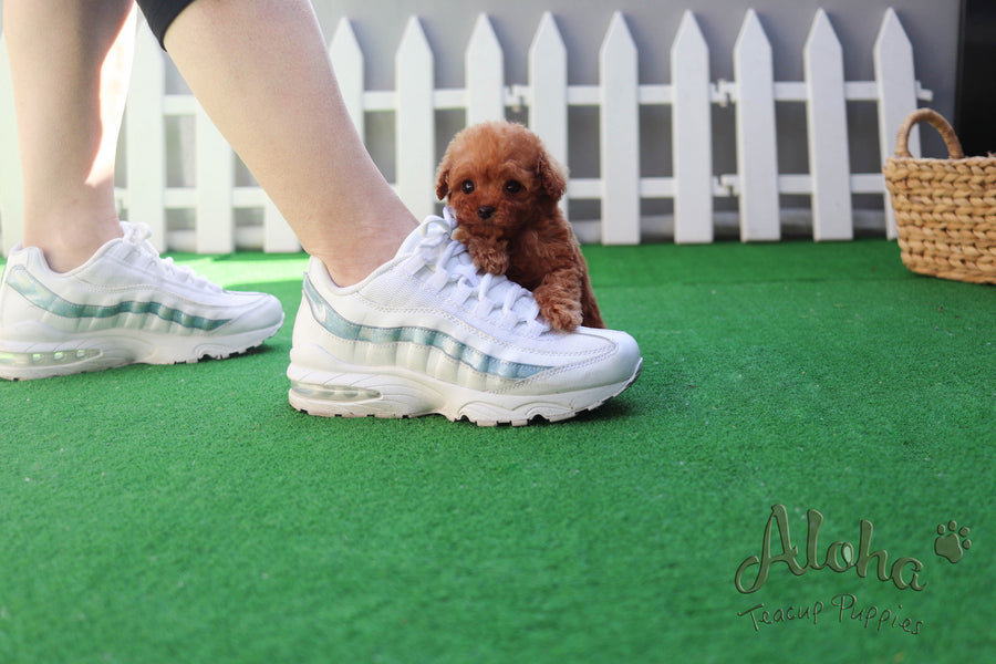 Sold to Sonia, Bambi [Teacup Poodle]