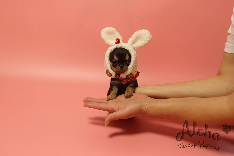 Sold to Jessie, Pie [TEACUP Chihuahua]