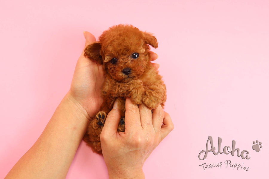 Sold to Anita, CHANEL [Poodle]
