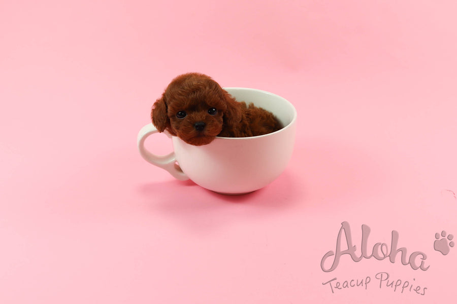Sold to Jill, CORA [Teacup Poodle]