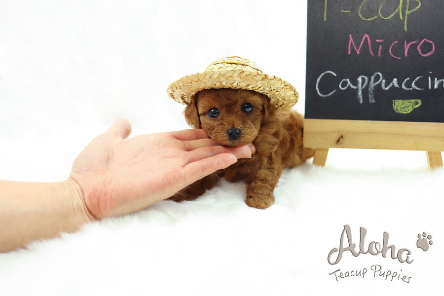 Sold to Tisha, Cappuccino [Teacup Poodle]