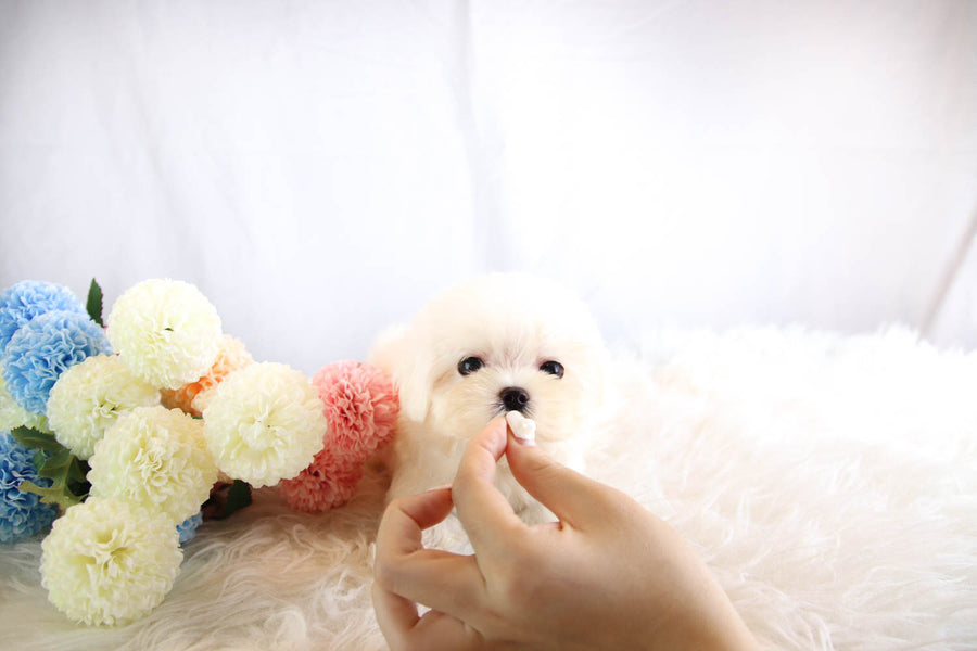 Sold to Rhiannon, Lilly [TEACUP Maltese]