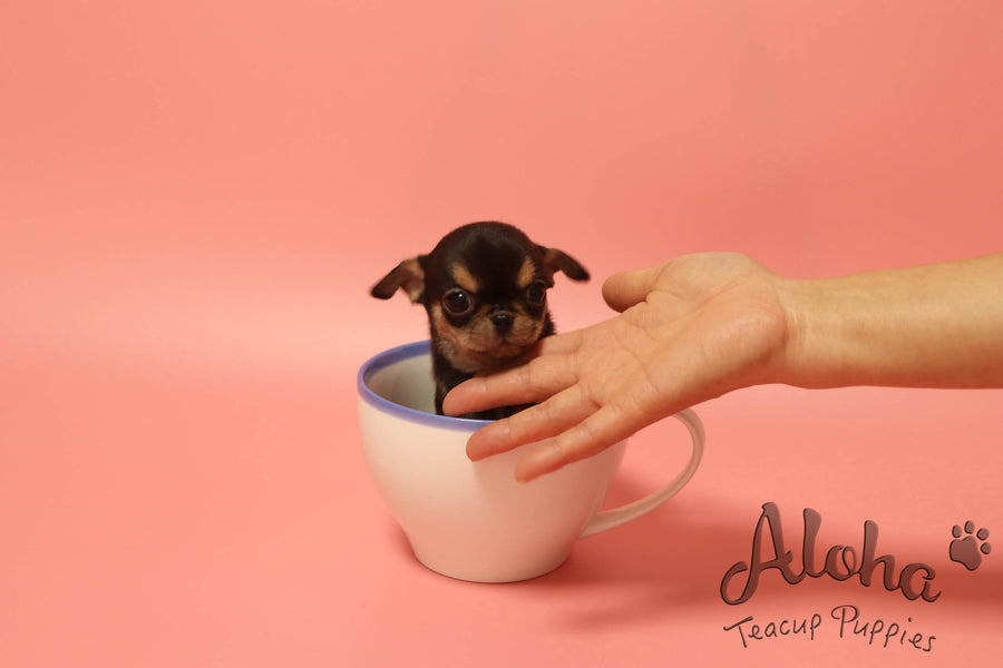 Sold to Jessie, Pie [TEACUP Chihuahua]