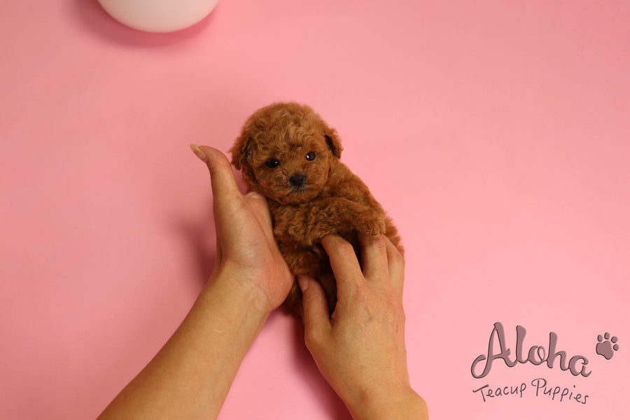 Sold to Diana, JELLY [TEACUP MALTIPOO]
