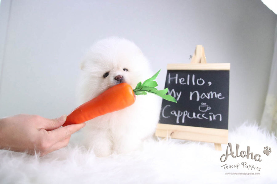 Cappuccino - [Pomeranian] - Reserved by Candide Monette