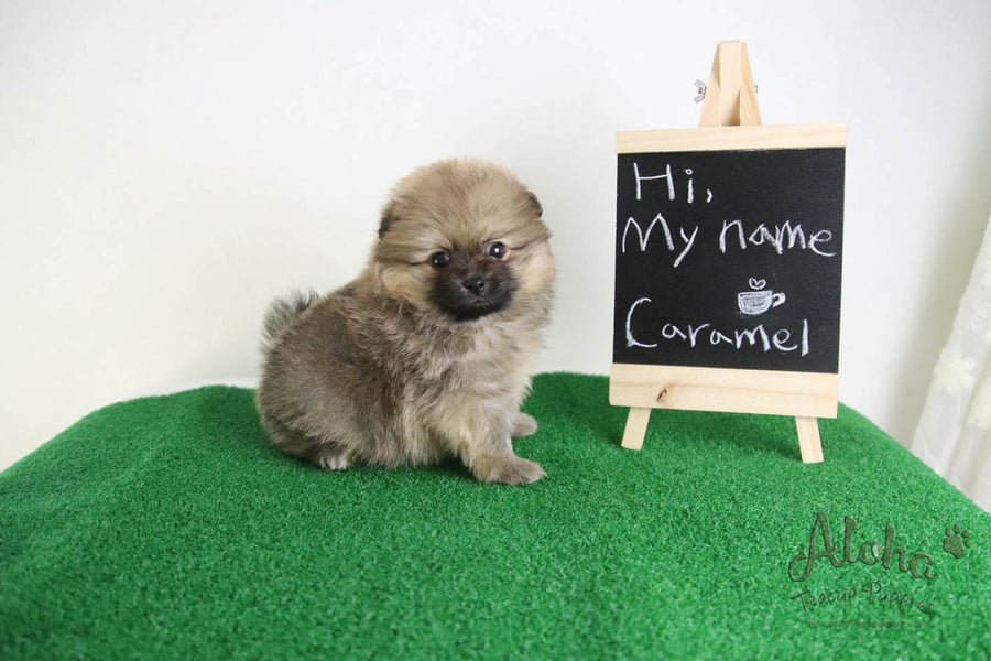 Caramel - [Pomeranian] - Reserved by Candide Monette