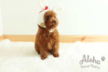 Sold to Camila, CAPTAIN - [Teacup Poodle]