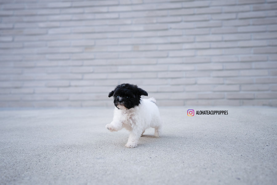 Rory [TEACUP POODLE]