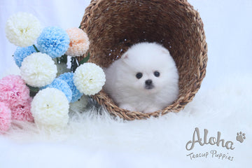 Sold to T, DAISY - [Teacup Pomeranian]