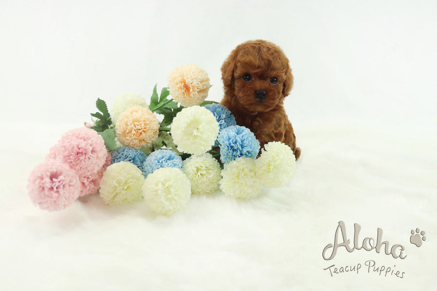 Sold to Quran, Teddy [Teacup Poodle]