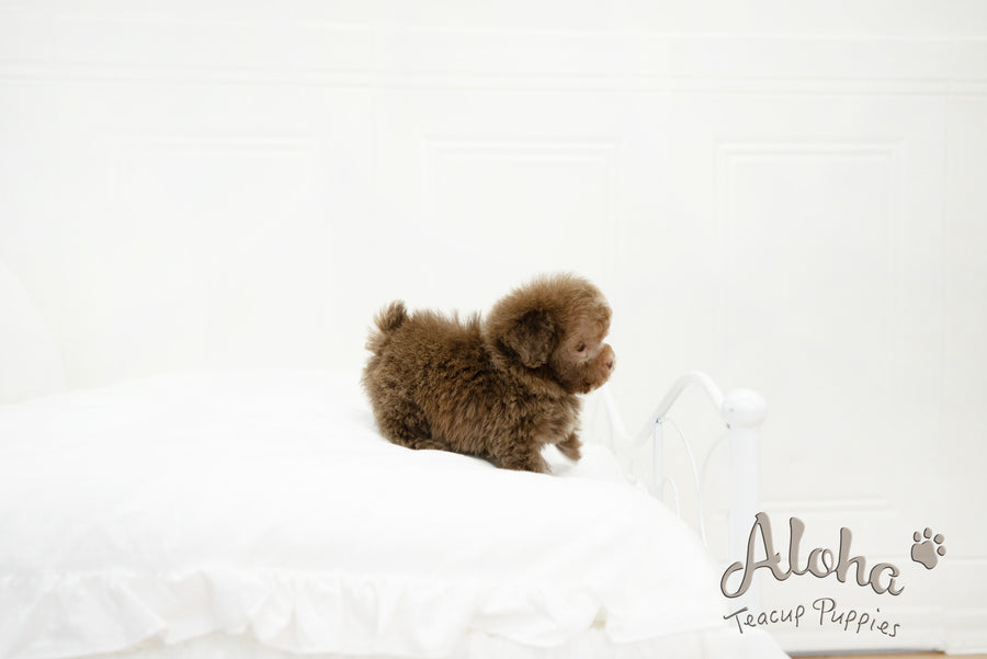 Lucy [TEACUP POODLE]
