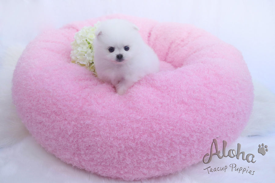 Sold to T, DAISY - [Teacup Pomeranian]