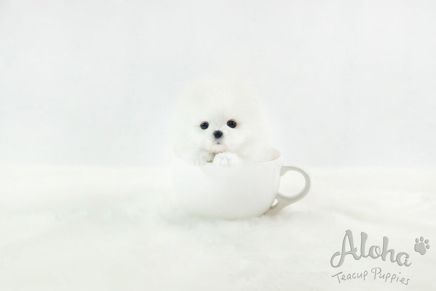 Sold to Misti, Marshmallow [Teacup Pomeranian]