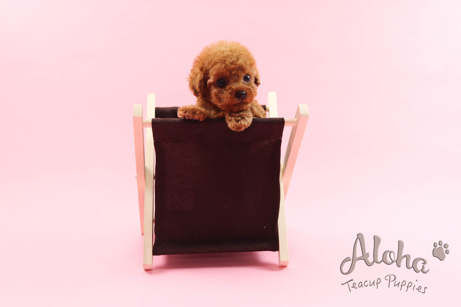 Sold to Victoria, Ruby [Teacup Poodle]