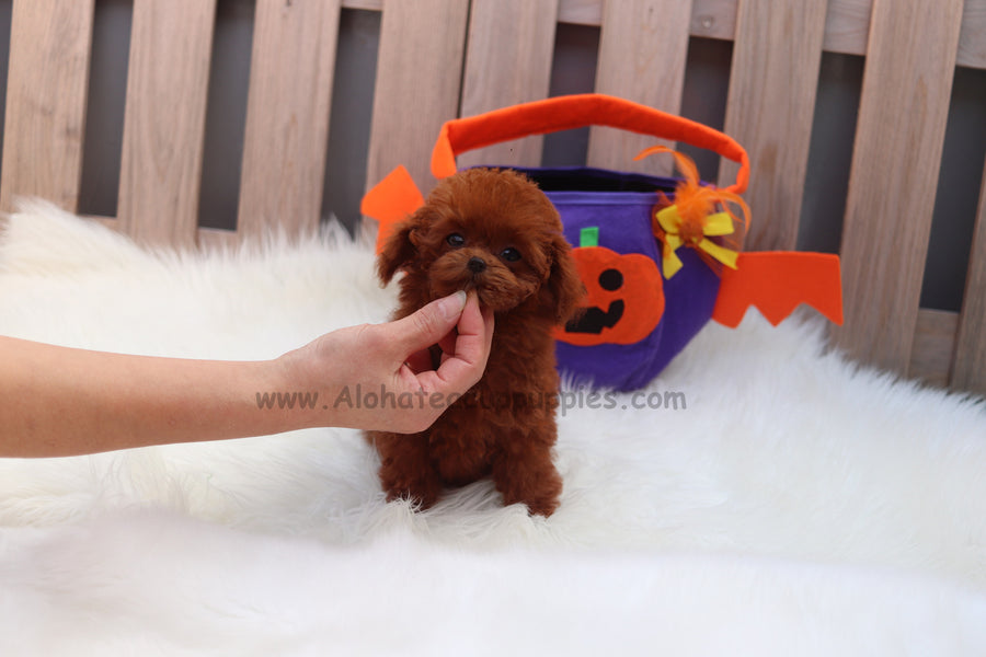 Sold to Sam, Kitty [Teacup Poodle]