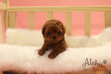 Sold to Irene, Colin [TEACUP MALTIPOO]