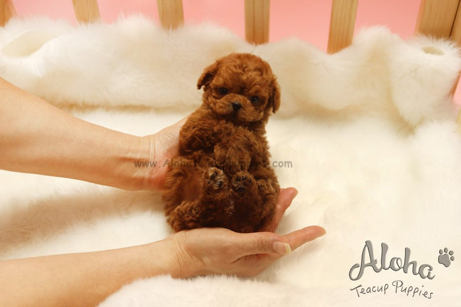 Sold to Irene, Colin [TEACUP MALTIPOO]