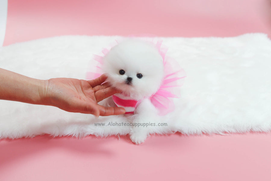 Sold to Nguyen, Wendy [TEACUP POMERANIAN]