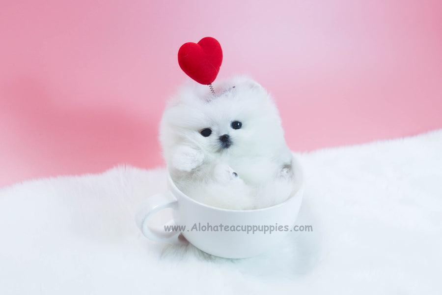 Sold to Nguyen, Wendy [TEACUP POMERANIAN]
