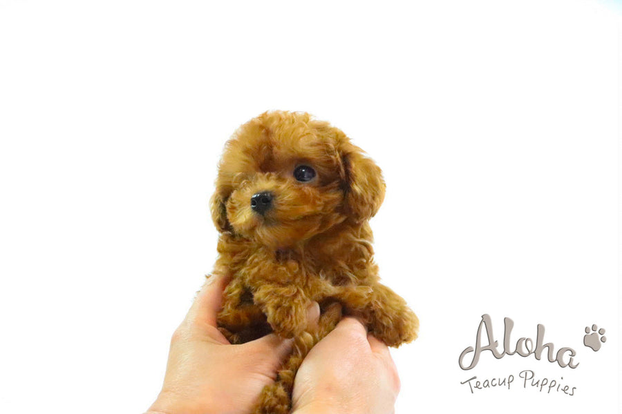 Sold to Ashley, COCO - [Teacup Poodle]